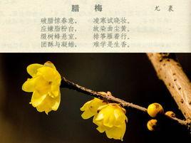 蠟梅[南宋尤袤的詩作]