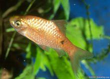 性情活潑的玫瑰鯽圖冊