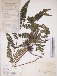 金佛山假蹄蓋蕨 金佛山假蹄蓋蕨