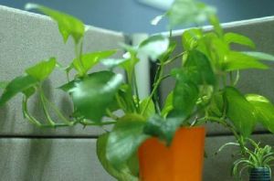 植物淨化 植物淨化