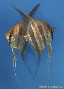 埃及神仙 埃及神仙