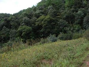 木廠自然村[黑支果鄉腳木塘村委會下轄自然村]