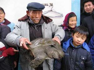 （圖）東北鱉