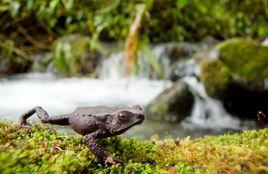 紅眼蟾蜍 紅眼蟾蜍