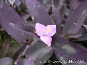 鴨跖草屬 鴨跖草屬