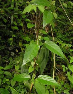 美藍葉藤 美藍葉藤