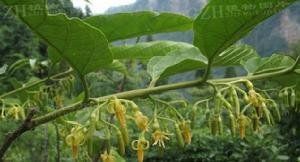 異葉八角楓 異葉八角楓