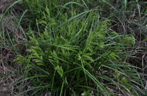 華南苔草 華南苔草