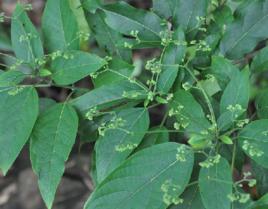 大青[管狀花目馬鞭草科植物]