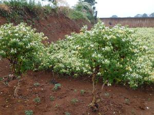 神農I號樹型金銀花