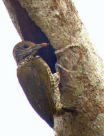 加彭啄木鳥 加彭啄木鳥