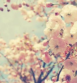 花期[漢語辭彙、術語]