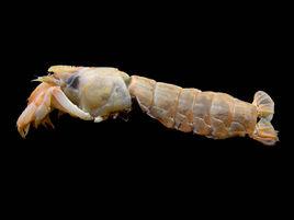 海姑蝦下目 海姑蝦下目