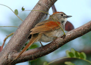 灰胸針尾雀 灰胸針尾雀