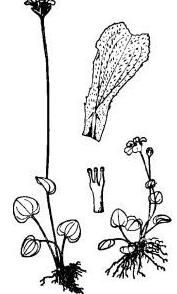 龍場梅花草 龍場梅花草