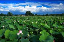 柏梓鎮[重慶市潼南區柏梓鎮]