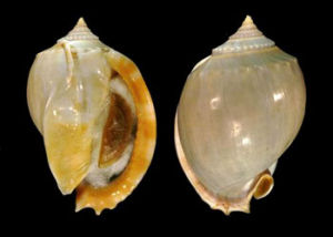 無飾鬘螺 無飾鬘螺