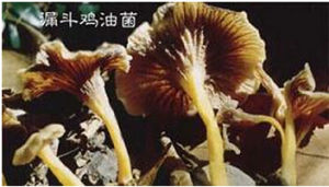漏鬥雞油菌 漏鬥雞油菌