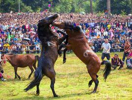 苗族斗馬節 苗族斗馬節