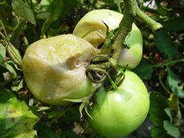 番茄軟腐病 番茄軟腐病