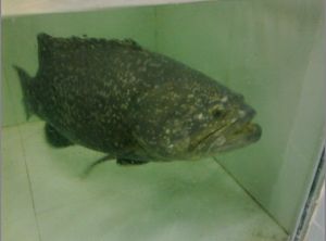 龍膽石斑魚 龍膽石斑魚