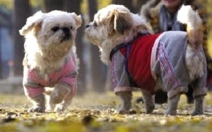 犬式社交 犬式社交