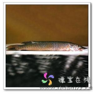 黑斑狗魚