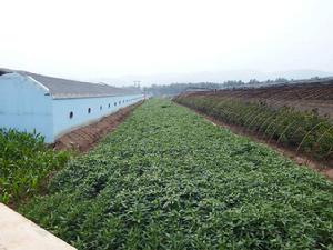 生態農業產業化 生態農業產業化