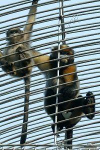 （圖）黔金絲猴