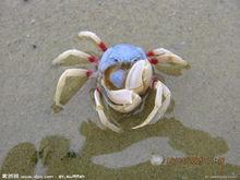 艾氏活額寄居蟹