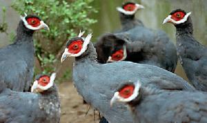 北京瀕危動物中心 北京瀕危動物中心