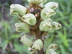 無喙天麻 無喙天麻