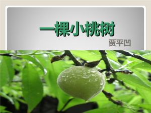 一棵小桃樹 一棵小桃樹