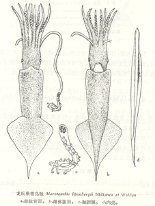 龍氏桑椹烏賊 龍氏桑椹烏賊