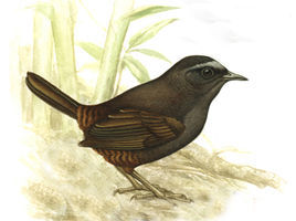 銀額竄鳥 銀額竄鳥