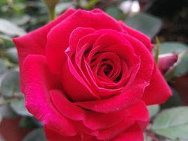 流星王陽台 流星王陽台