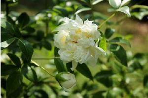 重瓣白木香 重瓣白木香