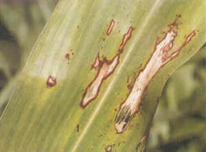 高粱葉點病 高粱葉點病