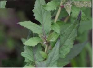 葡萄葉福王草 葡萄葉福王草