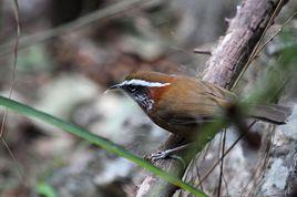 棕頸鉤嘴鶥 棕頸鉤嘴鶥