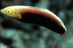 香港東菲火焰龍 香港東菲火焰龍