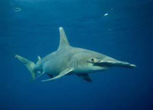 糙齒鯊 糙齒鯊