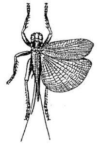 明透翅蟋螽 明透翅蟋螽