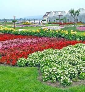 園藝花卉 園藝花卉