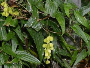 細葉日本薯蕷 細葉日本薯蕷