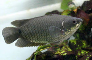 短腹非洲攀鱸 短腹非洲攀鱸