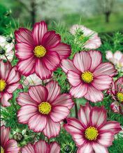 條紋糖果波斯菊Candy Stripe Cosmos