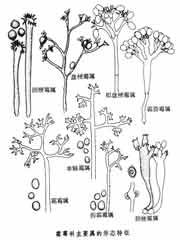 山螞蝗霜霉 山螞蝗霜霉