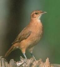 棕灶鳥巴西亞種 棕灶鳥巴西亞種