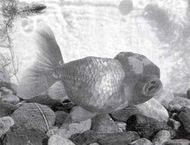 虎頭龍背燈泡眼 虎頭龍背燈泡眼